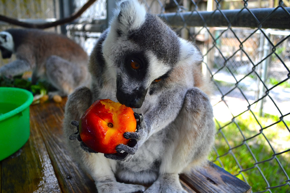 lemur eating a peach